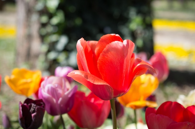 Tulpentuin met verschillende kleuren tulpen