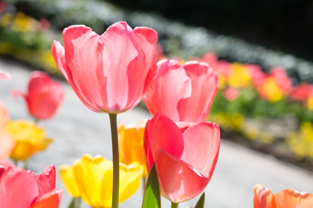 Tulpentuin met verschillende kleuren tulpen