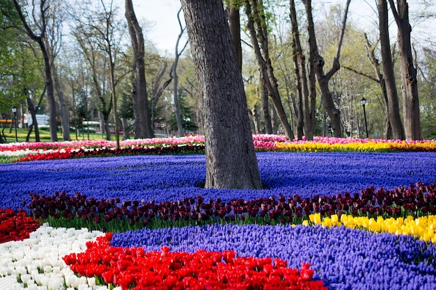 Foto tulpentuin vol verschillende kleuren tulpen in het voorjaar