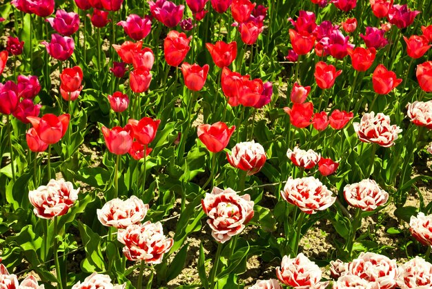 Tulpenveld als achtergrond