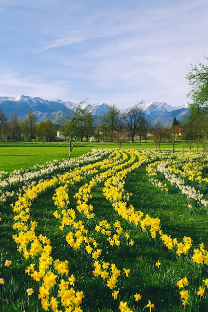 Tulpenveld en bloemen narcissen in Arboretum Slovenië Europa Tuin of natuurpark met Alpen bergen op de achtergrond Lentebloei