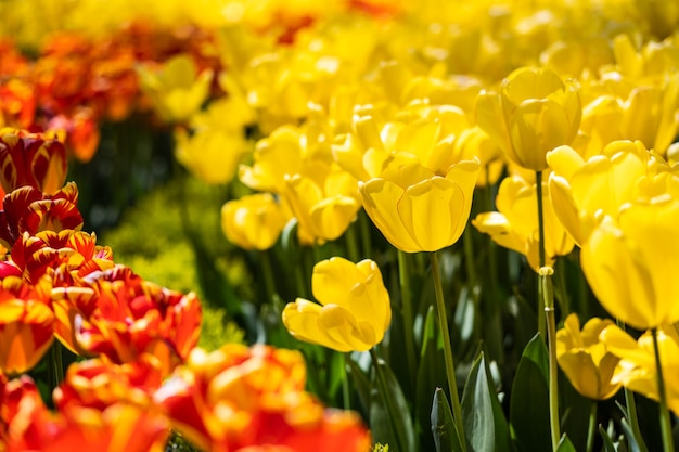 Tulpenveld in Nederland close-up.