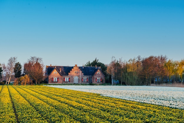 Tulpenveld in nederland. holland