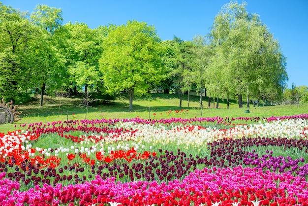 Tulpenveld met veel kleurrijke bloemen in het groene park