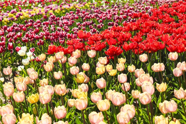 Tulpenveld met verschillende soorten bloemen Lente natuur Bloemen achtergrond Full frame