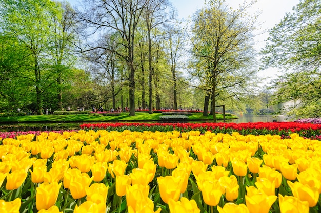 Tulpenvelden in Nederland