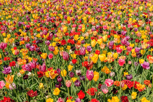 Tulpenvelden in Nederland