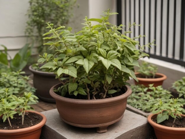 Tulsi Ocimum sanctum in the garden