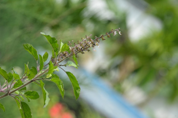 Photo tulsi tree