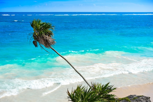 Tulum turquoise beach  palm tree in Riviera Maya at Mayan 