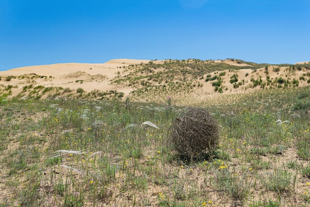 사진 마른 깃털 잔디 대초원에 tumbleweed 롤