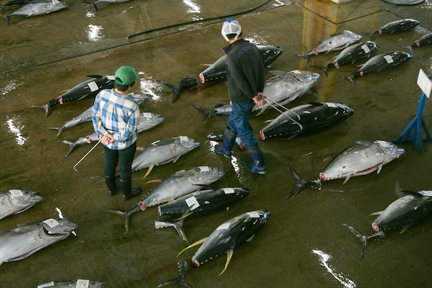 写真 日本のナチカツウラのマグロのオークション