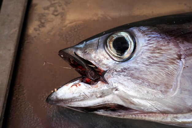 Photo tuna fresh fish seafood at ortigia syracuse sicily fish market italy