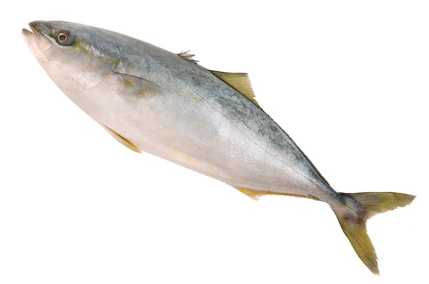 Tuna on white background