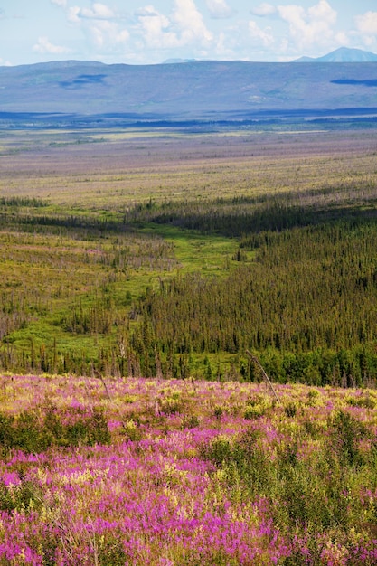 Tundra on Alaska