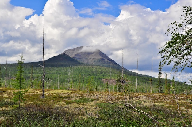 Tundra in the foothills of Putorana plateau