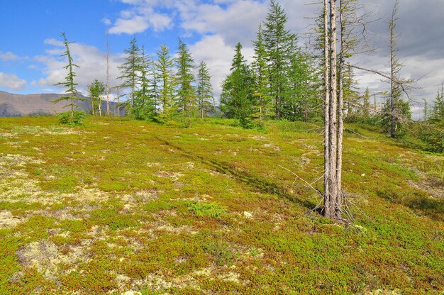 Tundra in the foothills of Putorana plateau