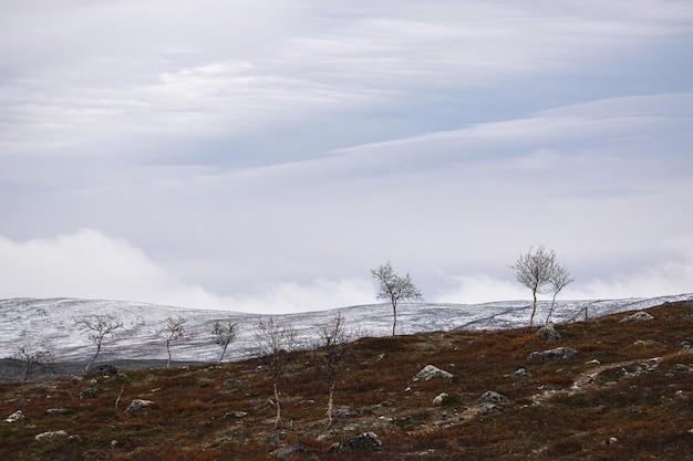 Tundralandschap in het noorden van Finland Scandinavië Lapland