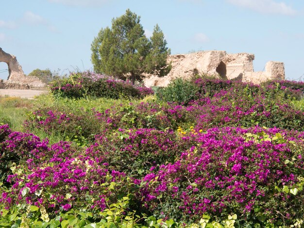 Photo tunis in africa