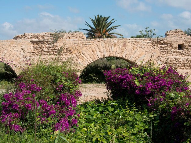 Photo tunis in africa