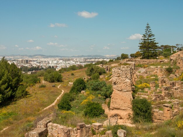 Tunis in africa