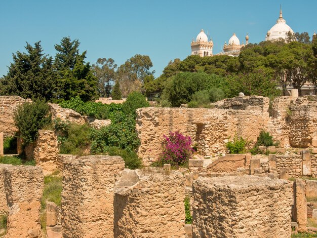 Tunis in africa