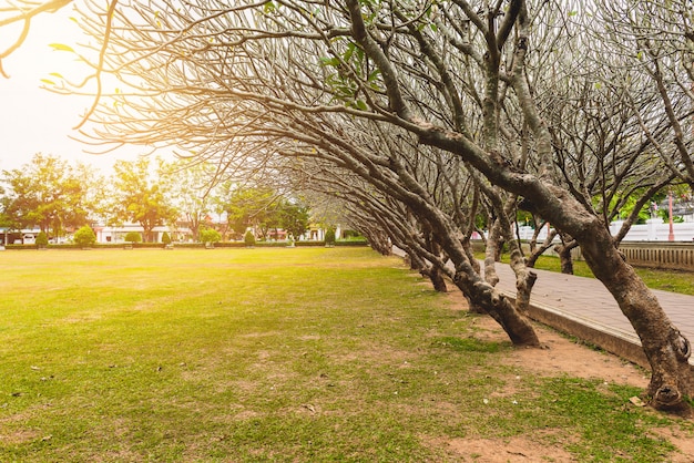 Tunnel of dry Plumeria Tree or Frangipani tree with walking way