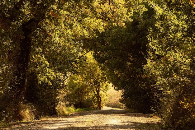 Tunnel from the trees