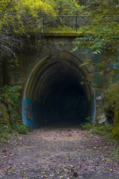 The tunnel is surrounded by forest and rocks with graffiti