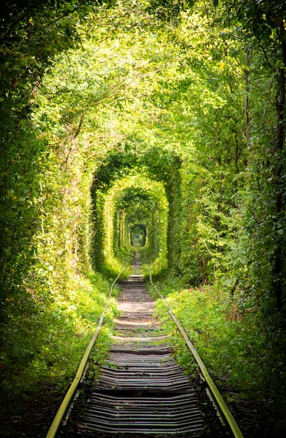 Tunnel made from plants and railroad