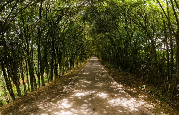 Фото Тоннель деревьев покрывает дорогу