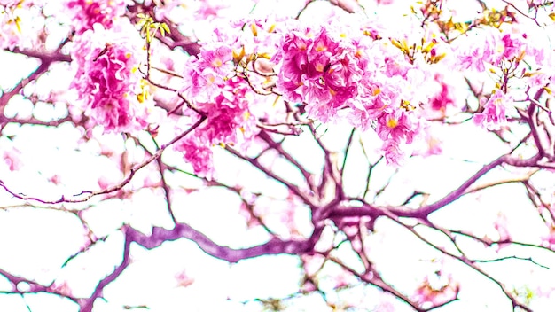 Tunnel Pink Flowers Tabebuia Rosea Blossom Tabebuia rosea trees in blossom