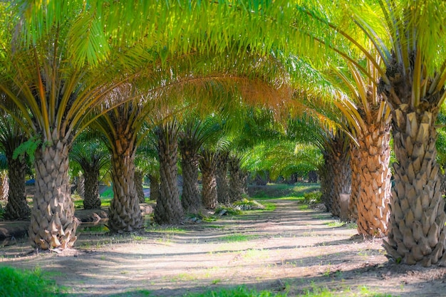 Tunnel plants palm tree in the palm garden with beautiful palm leaves nature and sunlight morning sun palm oil plantation growing up farming for agriculture Asia