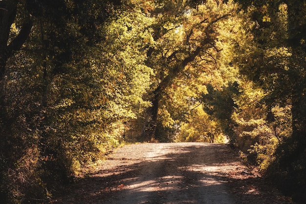 Tunnel van de bomen