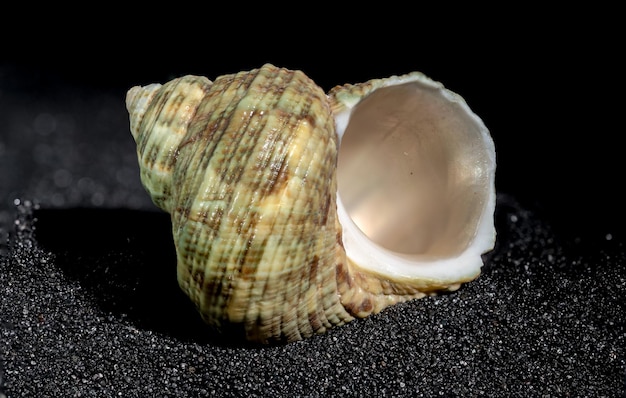 Foto turbinidae schelp op een zwarte zand achtergrond