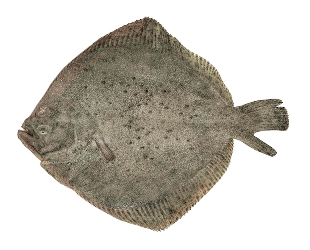 Turbot fish prepared seafood isolated on white background