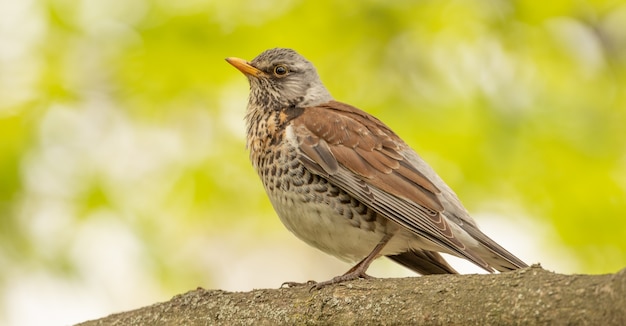 Turdus pilaris Zittend op een boomtak in het bos, close-up, selectieve focus.