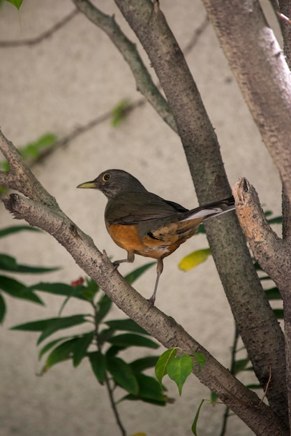 ツルドゥス・ルフィヴェントリス (Turdus rufiventris) は木の枝の中に生息しています