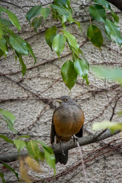 Turdus rufiventris в ветвях дерева