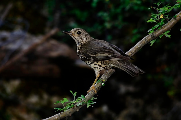 Turdus viscivorus - de charlo lijster is een vogel van de passeriformes orde en van de turdidae