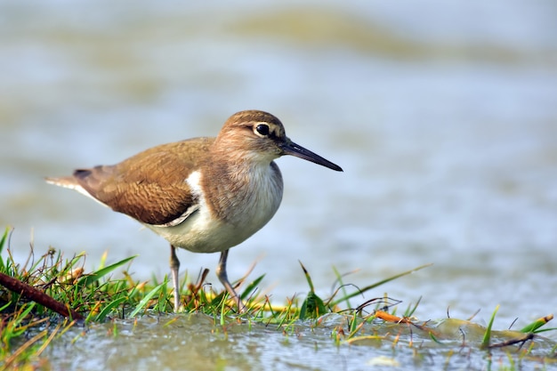 Tureluur met de natuur