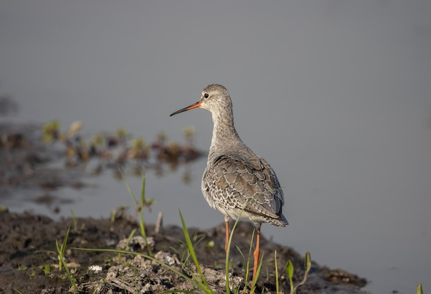 Tureluur op zoek naar voedsel in het water