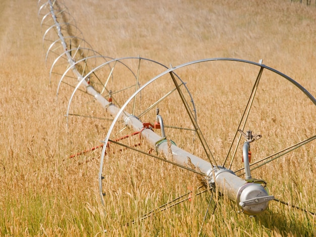 Turf farm Irrigatiesysteem op het veld van de boerderij.