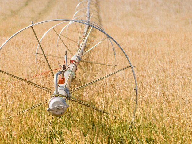 Turf farm Irrigation system on the farm field.