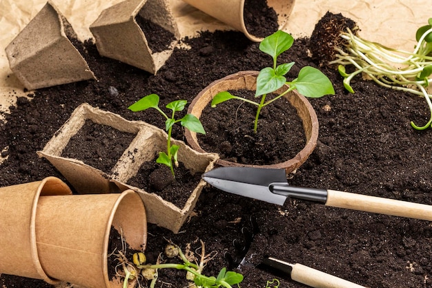 Turfpotten met zaailingen een schop en erwtenspruiten op de grond