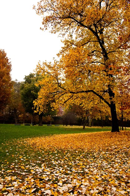 トリノ-イタリア。街の中心にある公園、紅葉。