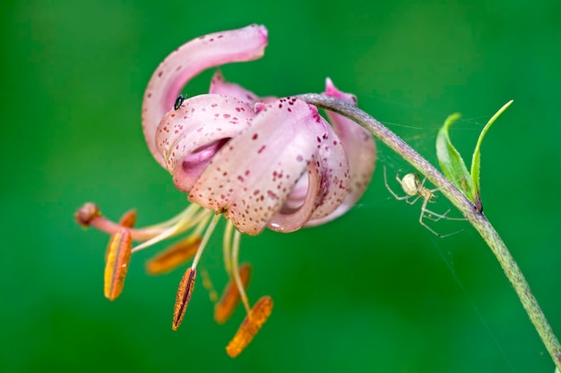 Turk'scap lily blossom in a advanced state