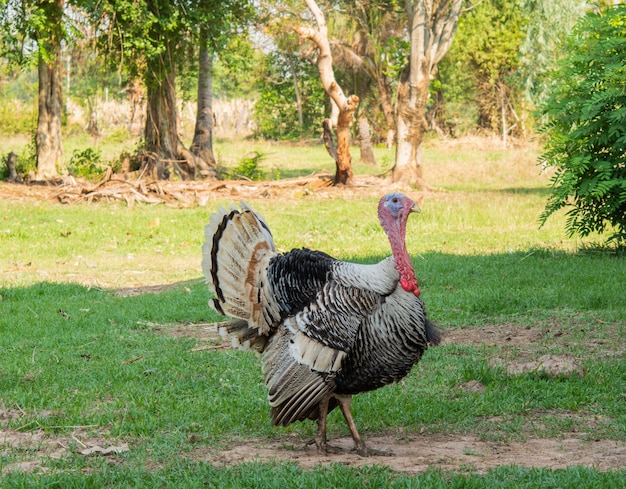 Photo turkey and beautiful colored tail with green nature in the morning