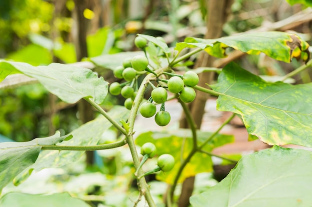 Turkey Berry Plant Outside Home