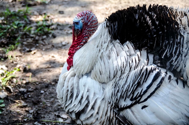 野原のトルコの鳥